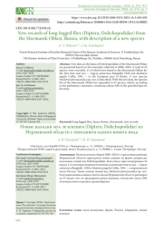 НОВЫЕ НАХОДКИ МУХ-ЗЕЛЕНУШЕК (DIPTERA, DOLICHOPODIDAE) ИЗ МУРМАНСКОЙ ОБЛАСТИ С ОПИСАНИЕМ ОДНОГО НОВОГО ВИДА