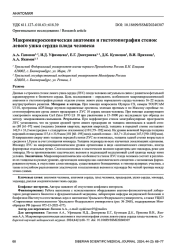 Макромикроскопическая анатомия и гистотопография стенок левого ушка сердца плода человека