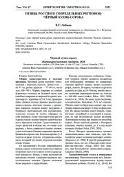 ПТИЦЫ РОССИИ И СОПРЕДЕЛЬНЫХ РЕГИОНОВ: ЧЁРНЫЙ КУЛИК-СОРОКА