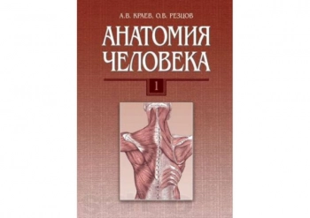 АНАТОМИЯ ЧЕЛОВЕКА